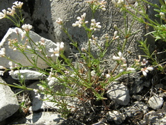 Asperula tephrocarpa