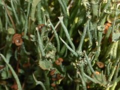 Cladonia maxima