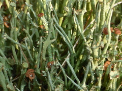 Cladonia maxima