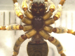 Anoteropsis aerescens