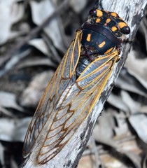 Macrotristria angularis