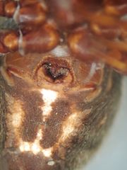 Steatoda albomaculata