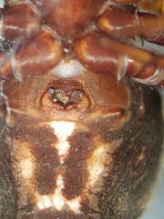 Steatoda albomaculata