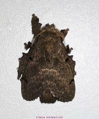 Euglyphis grammophora