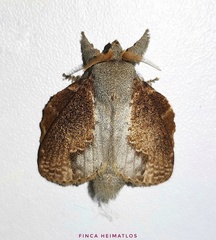 Euglyphis lankesteri