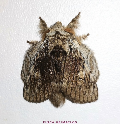 Euglyphis lascoria