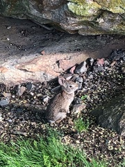 Sylvilagus floridanus