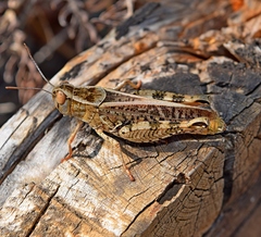 Calliptamus italicus