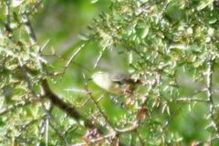 Stigmatura budytoides