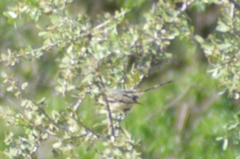 Stigmatura budytoides