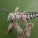 Coelioxys slossoni arenicola - Photo (c) Patrick Coin, some rights reserved (CC BY-NC)