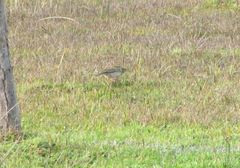 Anthus correndera chilensis
