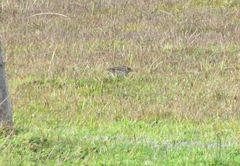 Anthus correndera chilensis