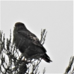 Buteo jamaicensis