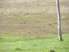 Anthus correndera chilensis