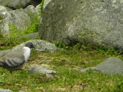 Columba leuconota