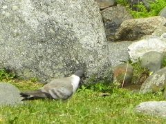 Columba leuconota