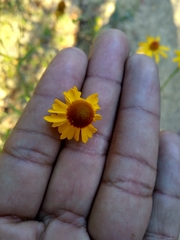 Helenium quadridentatum