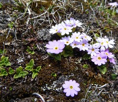 Primula walshii