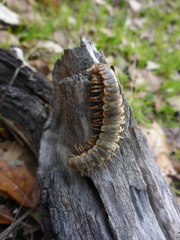 Arthrophaga myriapodina