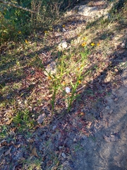 Helenium quadridentatum