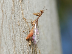 Austromantispa trevori