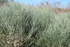 Baccharis notosergila