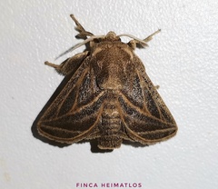 Natada fusca