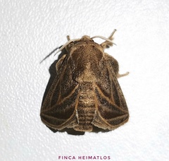 Natada fusca