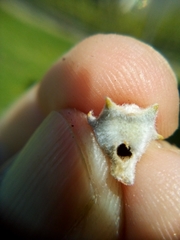 Argyroploce chlorosaris