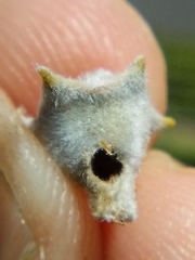 Argyroploce chlorosaris