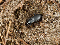 Pterostichus californicus