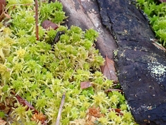 Sphagnum flexuosum