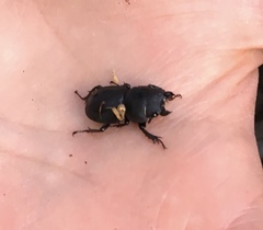 Apterodorcus bacchus