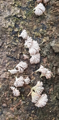 Schizophyllum commune