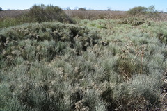 Baccharis notosergila