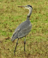 Ardea herodias