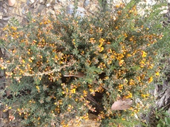 Pultenaea largiflorens