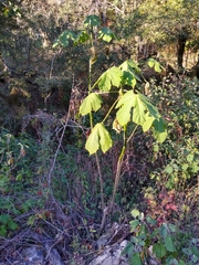 Cnidoscolus multilobus