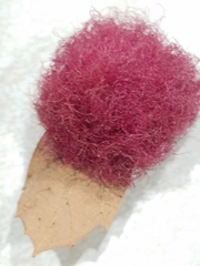 Cynips quercusnubila