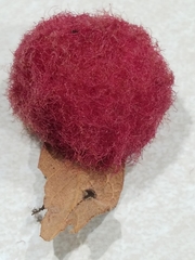 Cynips quercusnubila