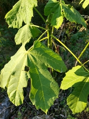 Cnidoscolus multilobus