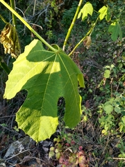 Cnidoscolus multilobus