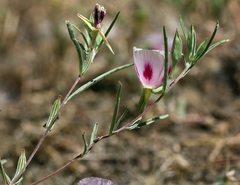 Clarkia speciosa polyantha