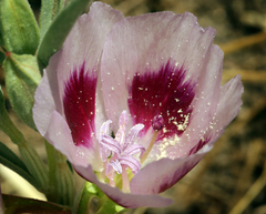 Clarkia speciosa polyantha