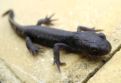 Triturus ivanbureschi