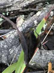 Iris foetidissima