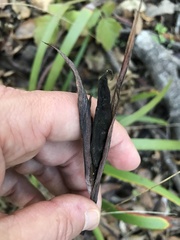 Iris foetidissima