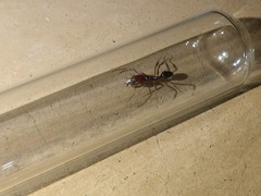 Odontomachus desertorum