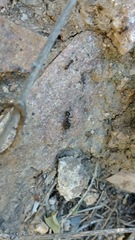 Pheidole rhea